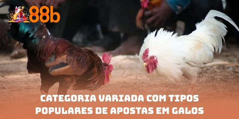 Categoria variada com tipos populares de apostas em galos